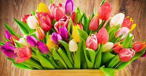 tulipany